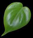 a leaf